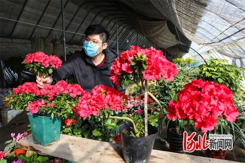 河北滦南 花卉旺销春意浓，苗木种植绿满城