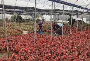 麻江县 发展苗木花卉种植，带领村民增收致富的新路径