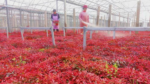 花卉苗木种植 乡村振兴中的绿色财富