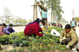 花木种植的艺术与科学 从幼苗到繁花似锦的旅程