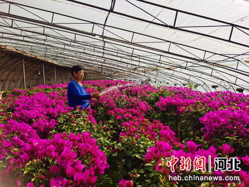 河北高碑店 花卉苗木种植铺就致富增收“美丽路”