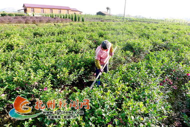 东乡县以花为媒 花卉产业铺就村民致富路