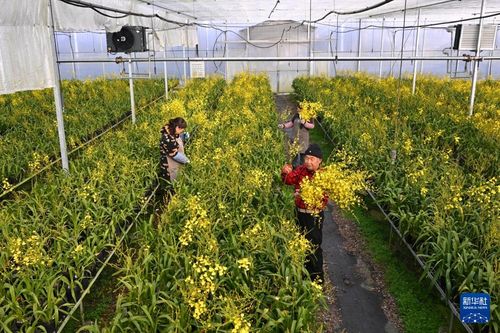 福建周宁 年宵花市场渐热，花卉企业采收忙，苗木种植迎发展新机
