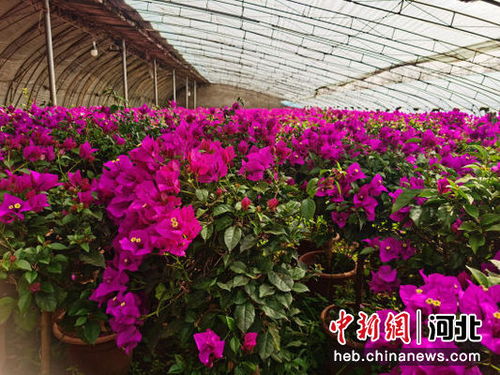 河北高碑店 花卉苗木种植铺就致富增收路