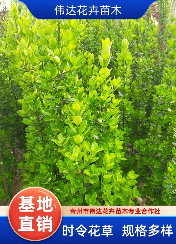 唐山北海道黄杨种植指南 选择伟达花卉苗木，一站式基地服务助力绿化工程